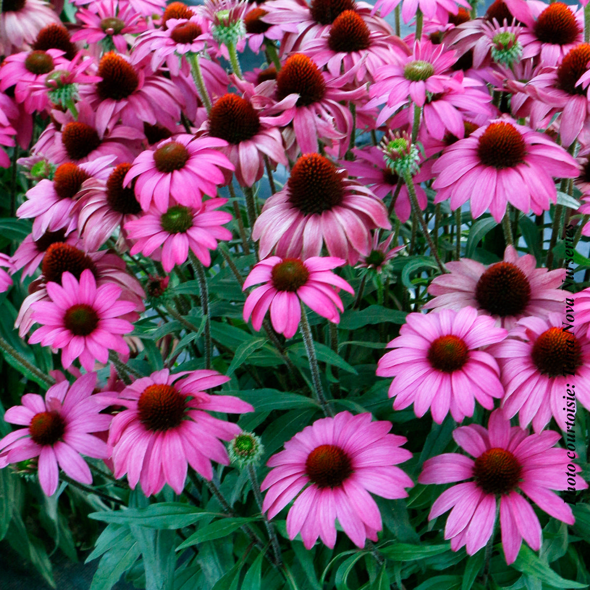 Echinacea 'Prima Berry'