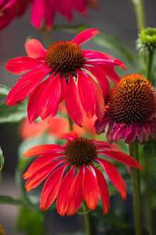 Échinacée rouge et orange