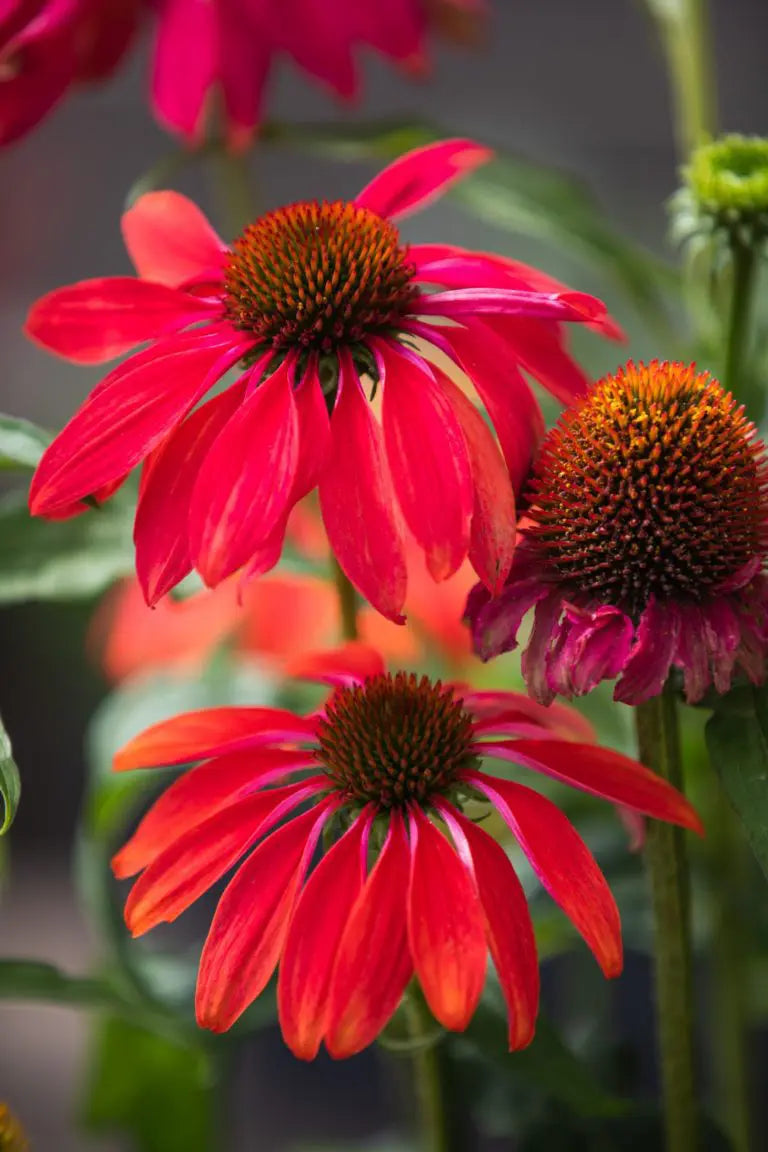 Échinacée rouge et orange