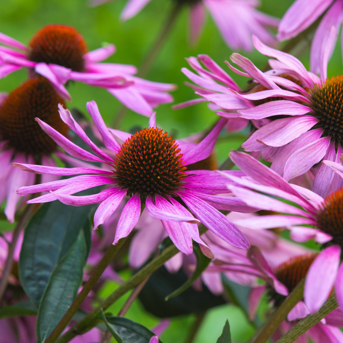 Image officielle de Échinacée Pourpre, Echinacea purpurea, associée au petit sachet de semences.