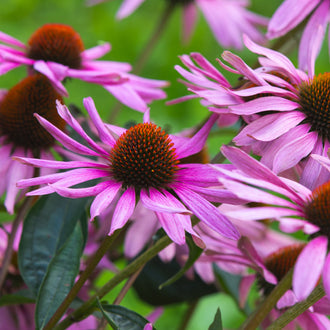 Image officielle de Échinacée Pourpre, Echinacea purpurea, associée au petit sachet de semences.