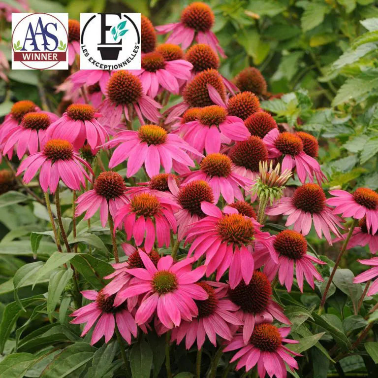 Photo d’Échinacée ‘PowWow® Wild Berry’. L’échinacée PowWow® Wild Berry est une vivace exceptionnelle, connue pour ses grandes fleurs rose-pourpre éclatantes et sa floraison dès la première année si semée tôt. La couleur caractéristique est : rose foncé. Le visuel permet d’observer les contours, les teintes et la disposition des éléments présentés.