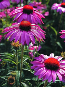 Échinacée 'Primadonna® Deep Rose'