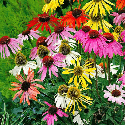 Organic Echinacea 'Paradiso Tall Mix'