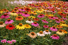 Rudbeckia' Paradiso All Colour Blend'