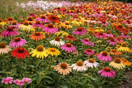Rudbeckia' Paradiso All Colour Blend'