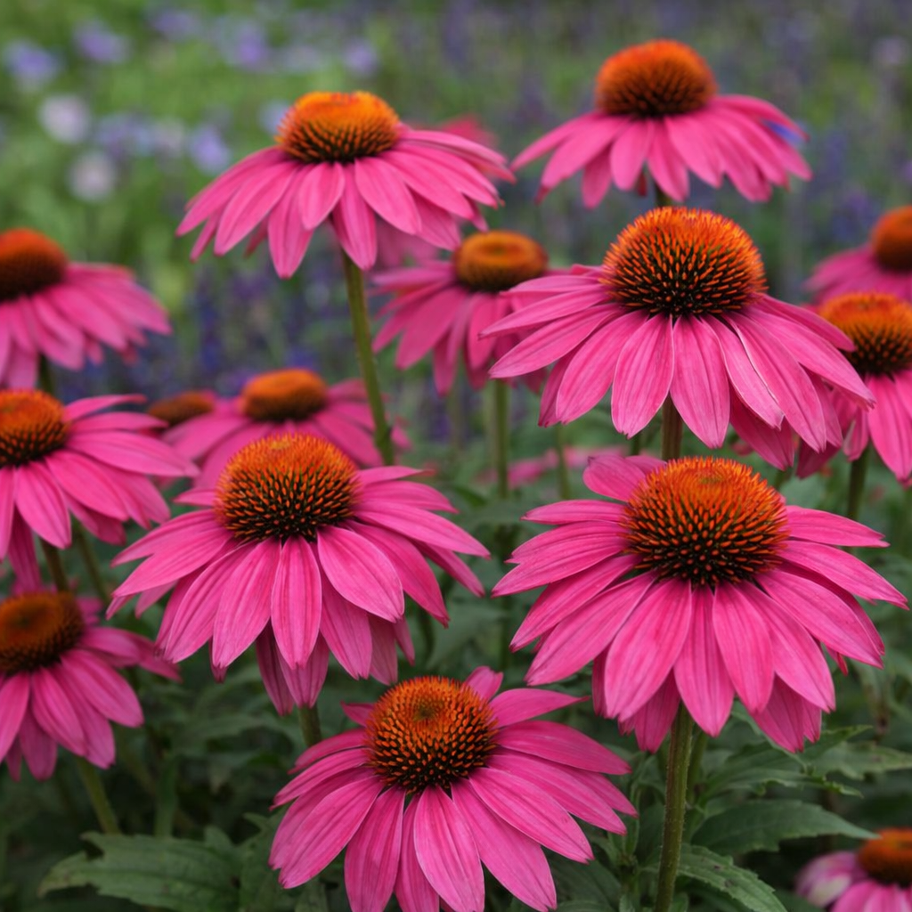 Échinacée 'PowWow® Wild Berry'