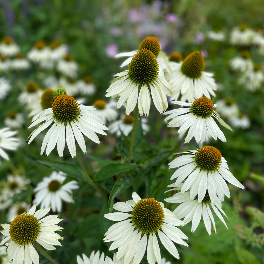 Échinacée 'White Swan'
