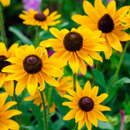 Rudbeckia nain jaune