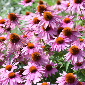 De nombreuses fleurs roses présentent des pétales longs, légèrement retombants, autour de centres orange brun très bombés. Les tiges vertes se croisent et portent des fleurs à différents niveaux dans le cadrage. Les surfaces centrales sont couvertes de petits éléments serrés. Des feuilles vertes et quelques touches florales plus claires apparaissent derrière les corolles du premier plan.