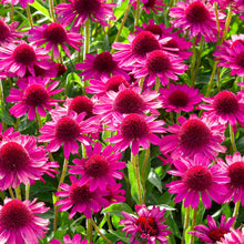 Purple Echinacea 'Pow Wow Wild Berry'