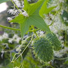 Wild cucumber