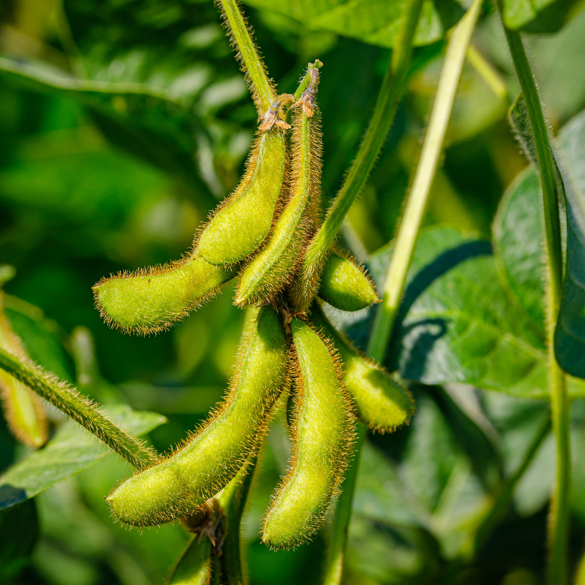 Envy Edamame