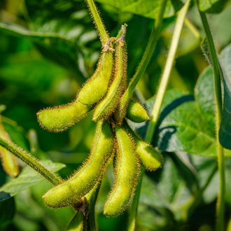 Visuel principal associé à Edamame 'Envy', semences offertes par Cutleaf Seed. Cette image accompagne la fiche pour relier clairement le produit à son emballage ou à la culture présentée. Elle complète les renseignements de semis, de culture et de récolte, sans remplacer les indications propres au lot ni les conseils détaillés figurant sur le sachet.