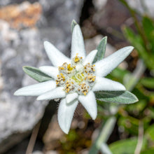 Edelweiss 'Edelweiss'