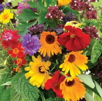 Organic Herbs & Edible Flower Mix Seeds by Gaia, product image prepared for Canadian gardeners.