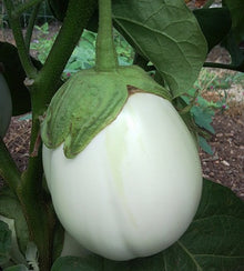 Semences Aubergine 'Bianca Tonda' (Solanum melongena)