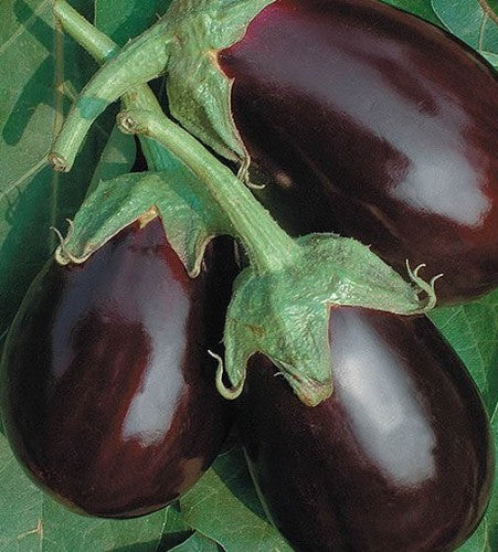 Semences Aubergine 'Black Beauty' (Solanum melongena)