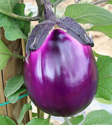Semences Aubergine 'Violetta Di Firenze' (Solanum melongena)