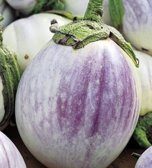 Semences Aubergine 'Bianca Sfumata Di Rosa' (Solanum melongena)