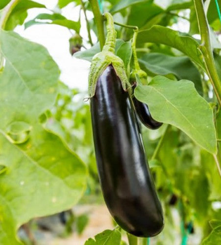 Semences Aubergine 'Longue violette n°3' (Solanum melongena)