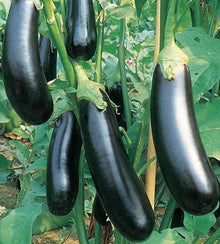 Semences Aubergine 'Mezza Lunga' (Solanum melongena)