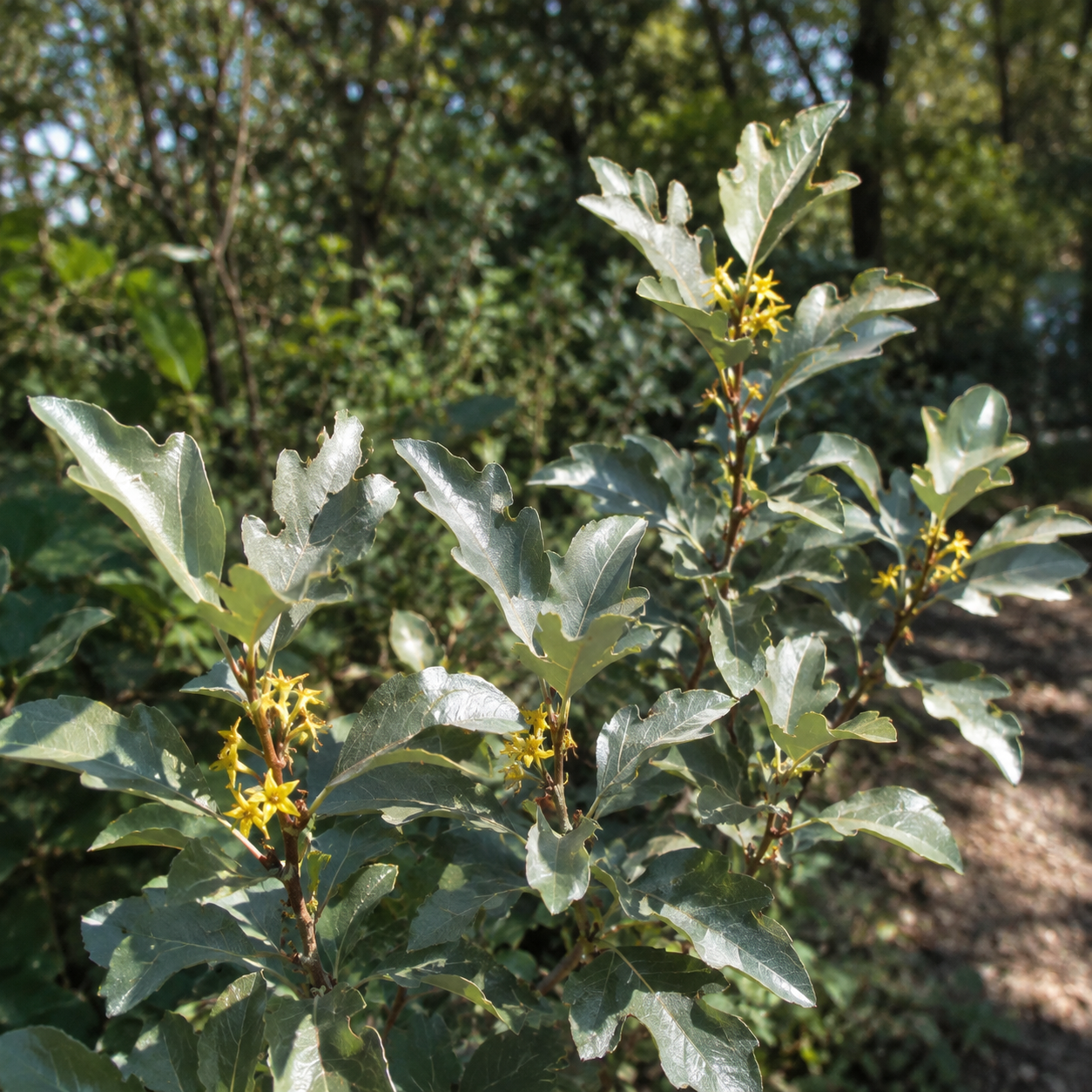 Elaeagnus commutata