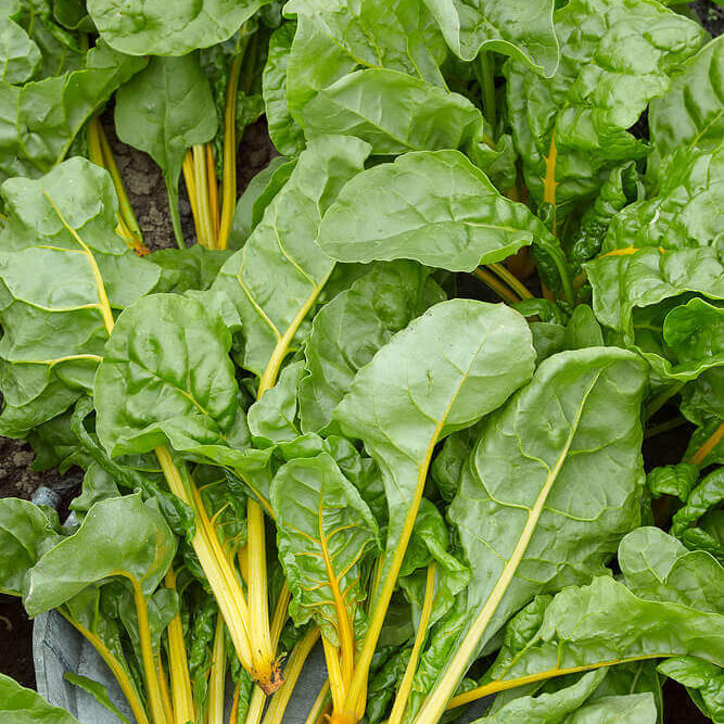 Swiss chard 'Eldorado'