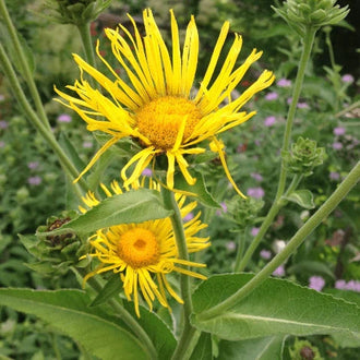 Organic Elecampane Seeds by Gaia, product image prepared for Canadian gardeners.