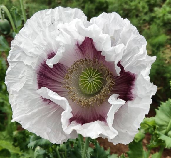 Poppy 'Elka White Oilseed' organic