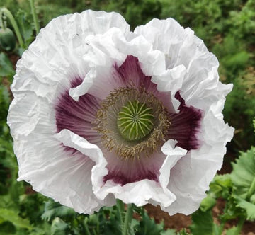 Pavot 'Elka white Oilseed' bio