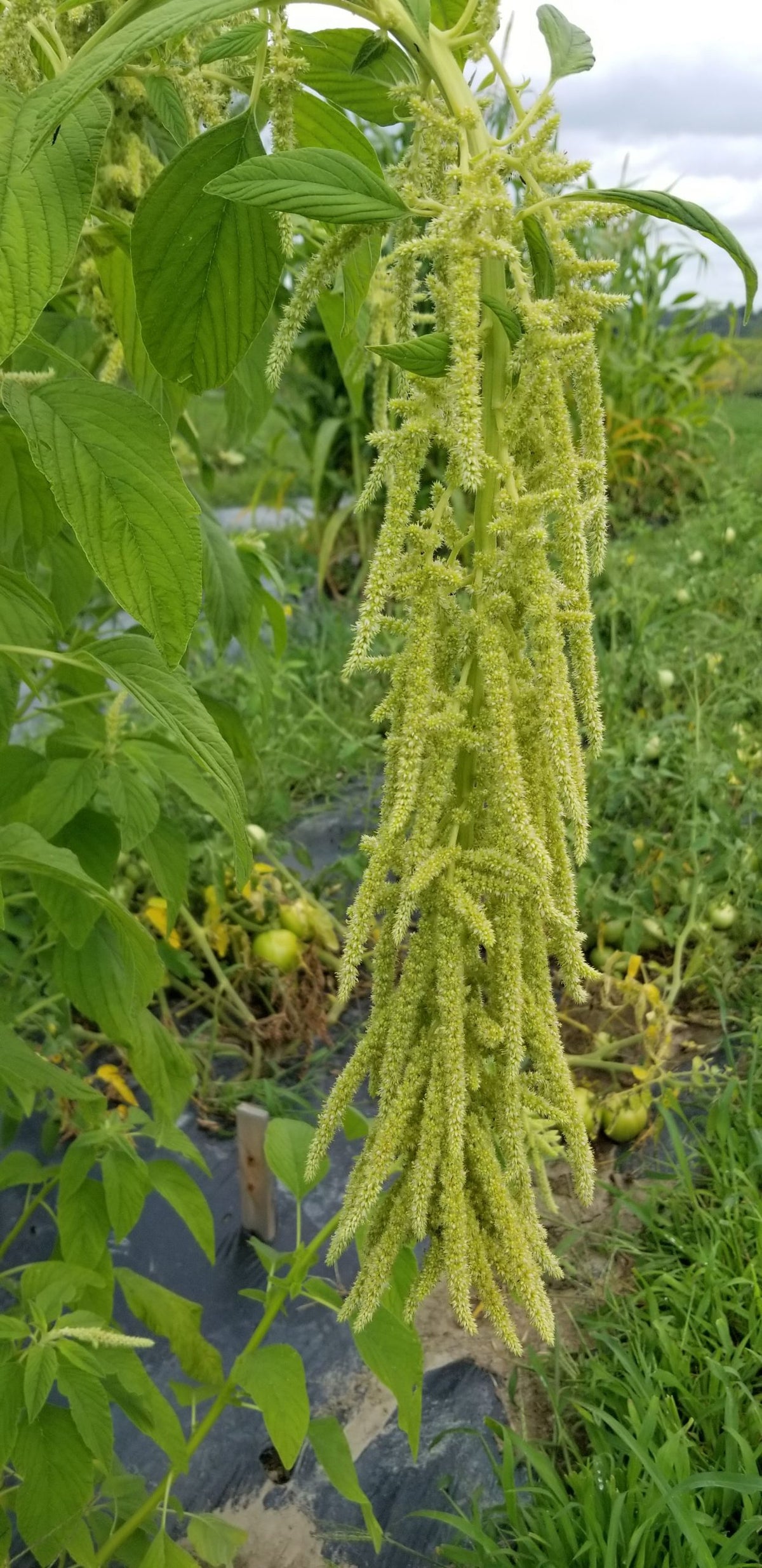 Amarante 'Emerald Tassels' bio