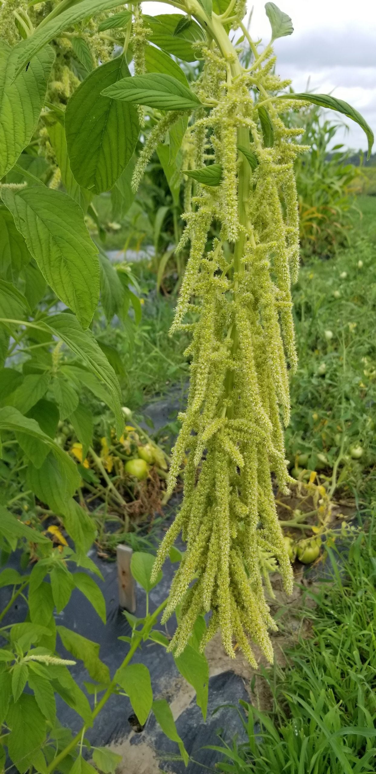 Amarante 'Emerald Tassels' bio