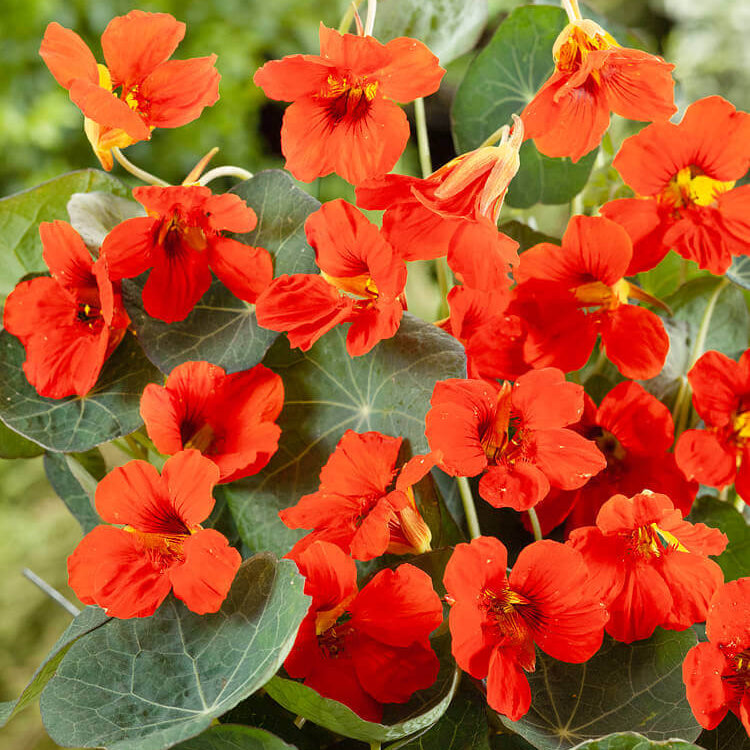 Des fleurs rouge orangé se répartissent parmi de grandes feuilles rondes vertes. Les corolles ouvertes montrent des zones jaunes près du centre et des nervures plus foncées sur certains pétales. Des boutons inclinés apparaissent entre les fleurs. Les feuilles présentent des lignes claires rayonnantes et se chevauchent dans un fond végétal qui remplit la scène.