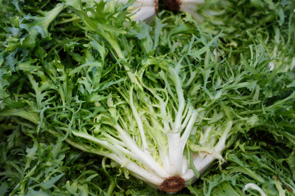 Semences Endive frisée 'Romanesca da Taglio' (Cichorium endivia)