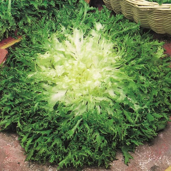 Illustration associée à Endive frisée Cuor d’Or, dans la gamme Weston. Cuor d’Or forme une frisée compacte à feuilles découpées et cœur clair, pour apporter du croquant aux salades. Le visuel permet de repérer la référence et l’aspect présenté pour cette sélection. Les dimensions et les couleurs observées au jardin dépendent du stade de croissance et des conditions de culture.