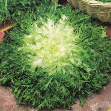 Illustration associée à Endive frisée Cuor d’Or, dans la gamme Weston. Cuor d’Or forme une frisée compacte à feuilles découpées et cœur clair, pour apporter du croquant aux salades. Le visuel permet de repérer la référence et l’aspect présenté pour cette sélection. Les dimensions et les couleurs observées au jardin dépendent du stade de croissance et des conditions de culture.