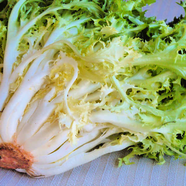 Illustration associée à Endive frisée Pancalieri a Costa Rosata, dans la gamme Weston. Les côtes rosées et les feuilles très découpées distinguent cette frisée compacte, à saveur légèrement amère. Le visuel permet de repérer la référence et l’aspect présenté pour cette sélection. Les dimensions et les couleurs observées au jardin dépendent du stade de croissance et des conditions de culture.