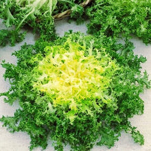 Semences Endive frisée 'Ruffec' (Cichorium endivia)