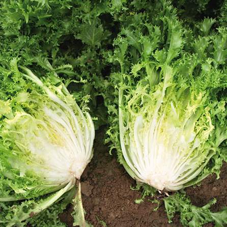 Semences Endive frisée 'Pancalieri a Costa Bianca' (Cichorium
