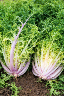 Endive ‘Pancalieri a costa Rosata’ (<em>Cichorium endivia</em>)
