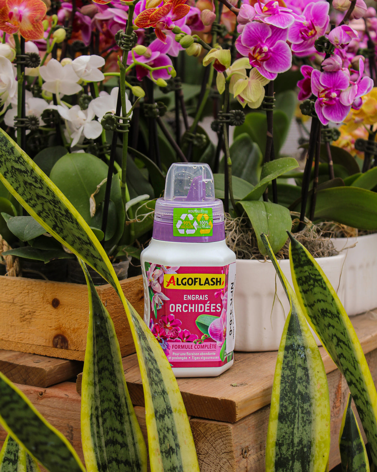 Algoflash Orchid Fertilizer 4-6-6