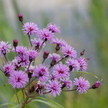 New York Ironweed