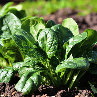 Photo de Épinard 'Sioux' F1. Épinard 'Sioux' F1 (Spinacia oleracea). Avec une croissance semi-rapide, cet épinard produit des feuilles épaisses, souples et semi-cloquées d'un vert foncé intense. La couleur caractéristique est : vert foncé. Le visuel permet d'observer les contours, les teintes et la disposition des éléments présentés. Les détails de forme et les contrastes donnent un aperçu de l'apparence de cette plante ou de sa récolte.