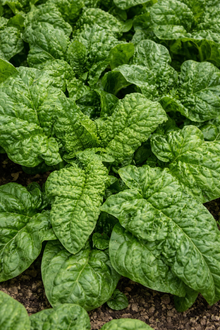 Spinach