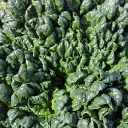 Spinach 'Bloomsdale'