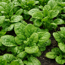 Organic 'Bloomsdale' Spinach