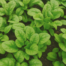 'Bloomsdale' spinach on ribbon