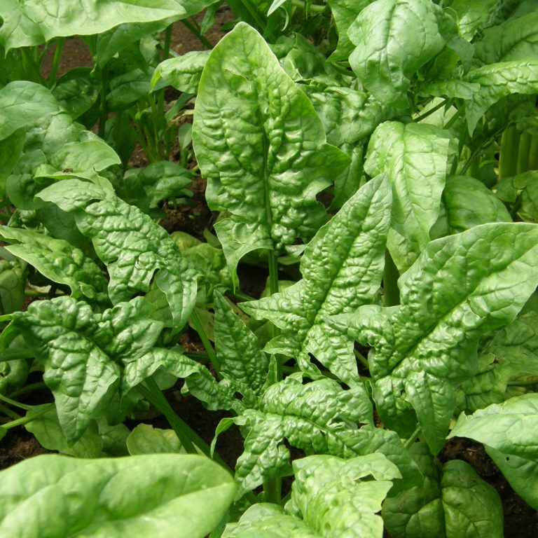 Organic 'Giant Winter' Spinach
