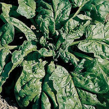 'Matador' Spinach